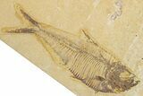 Slab With Two Fossil Fish (Diplomystus & Knightia) - Wyoming #354038-1